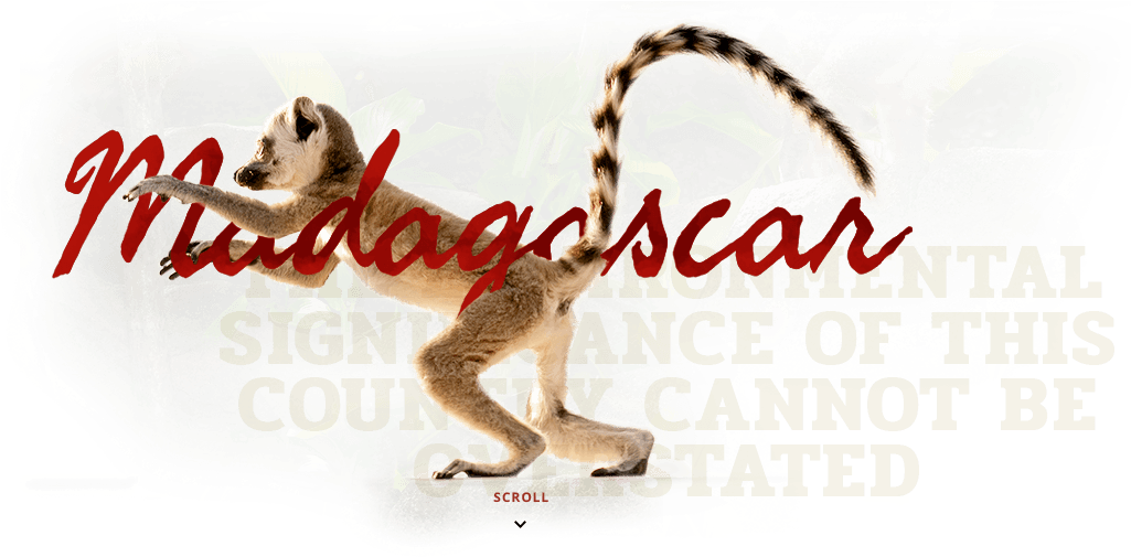 Madagascar - Mouse Lemur (1064x506), Png Download