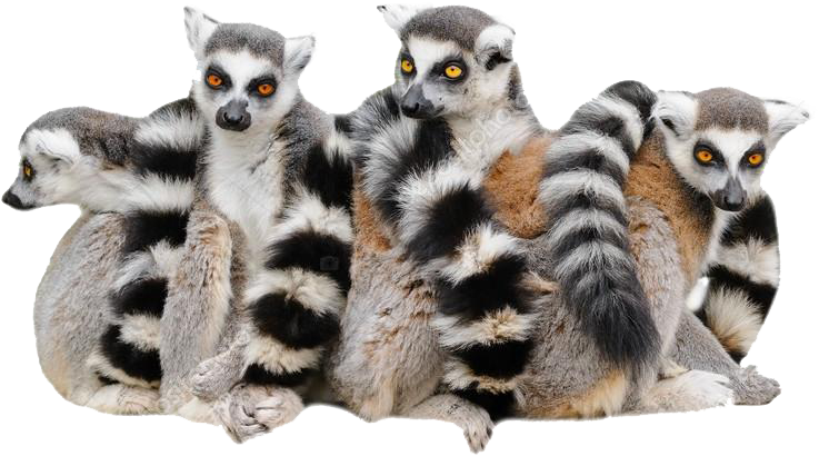Lemur White Background (1024x665), Png Download