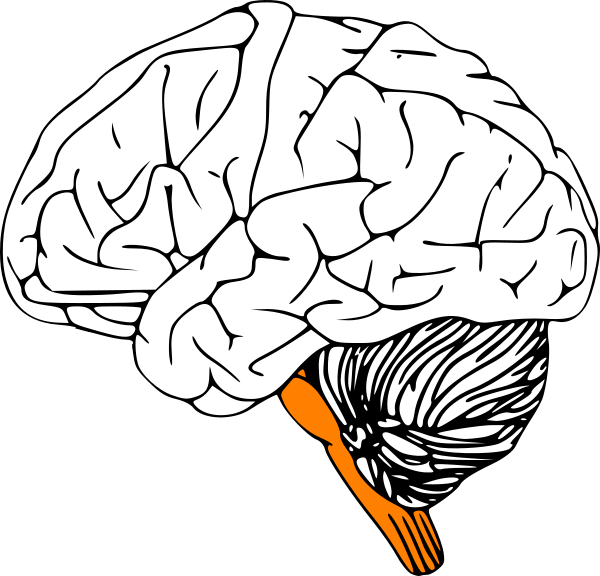 Brain Stem Clip Art - Left Hemisphere Of Brain Outline (600x576), Png Download