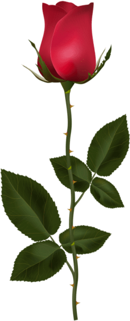 Free Png Download Red Rose With Stem Png Images Background - Rose With Stem (480x1117), Png Download