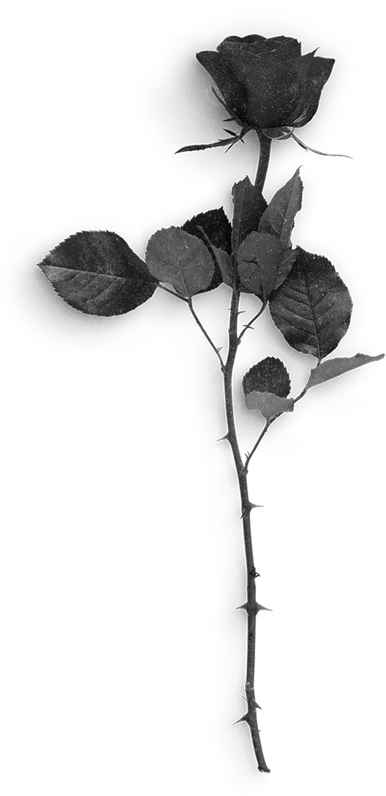 Rose3 - Twig (782x1612), Png Download