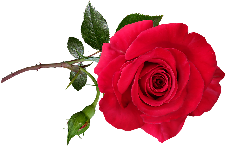 Rose, Red, Flower, Stem, Perfume, Garden, Nature - Garden Roses (960x607), Png Download