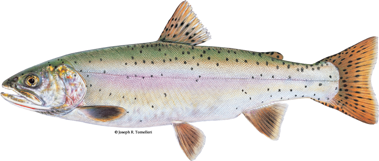Identifying Rainbow And Cutthroat Trout (1256x542), Png Download