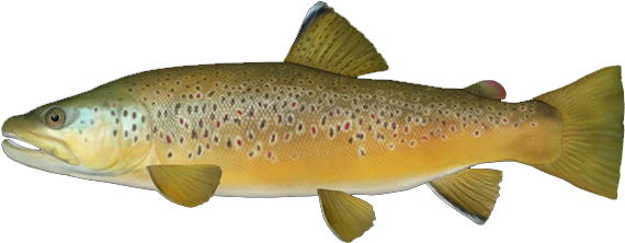 Brown Trout - Wiki (569x569), Png Download