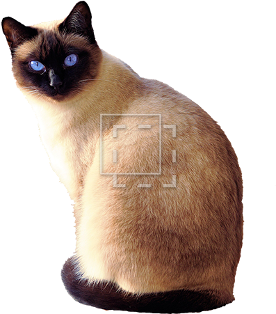 Siamese Cat With Blue Eyes - Siamese Cat Transparent Background (450x450), Png Download