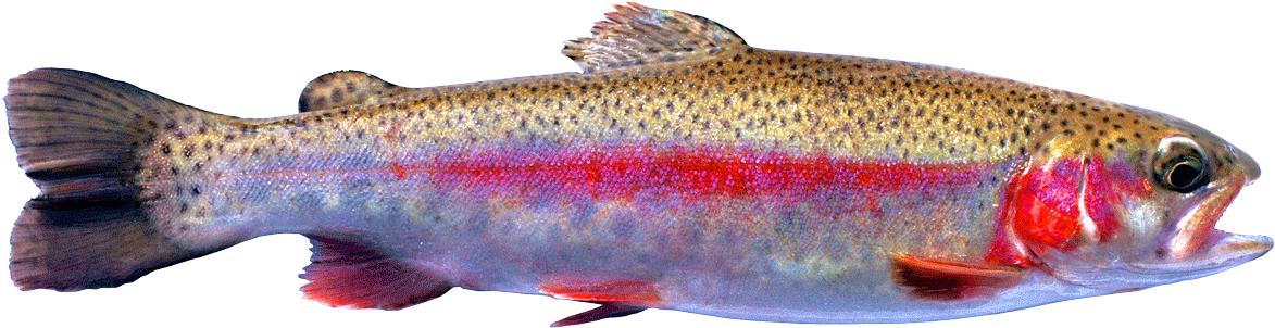 Been Carefully Crafted To Capture And Immobilize The - Coastal Cutthroat Trout (1200x360), Png Download