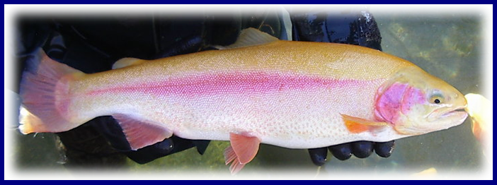 Golden Trout W Boarder - Golden Rainbow Trout In Pa (702x262), Png Download