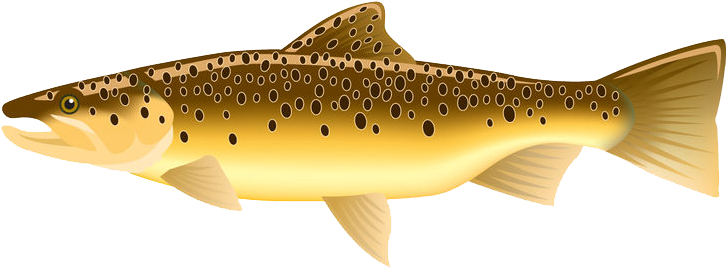 Brown - Browntrout Publishers, Inc. (742x284), Png Download