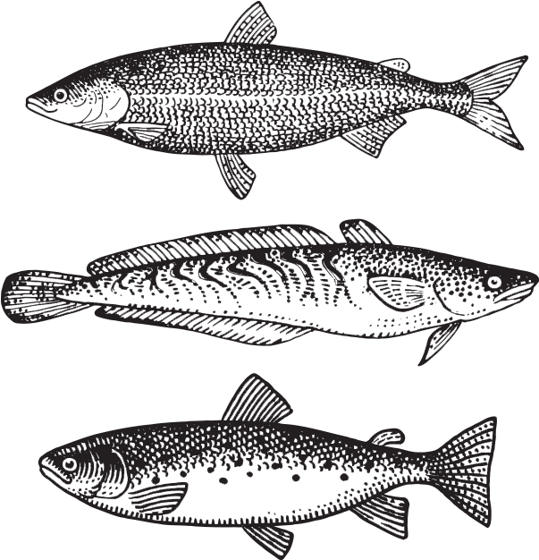 Brandywine Creative - Trout (764x625), Png Download