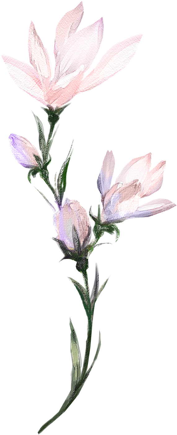 H927 - Snow Crocus (1224x1893), Png Download