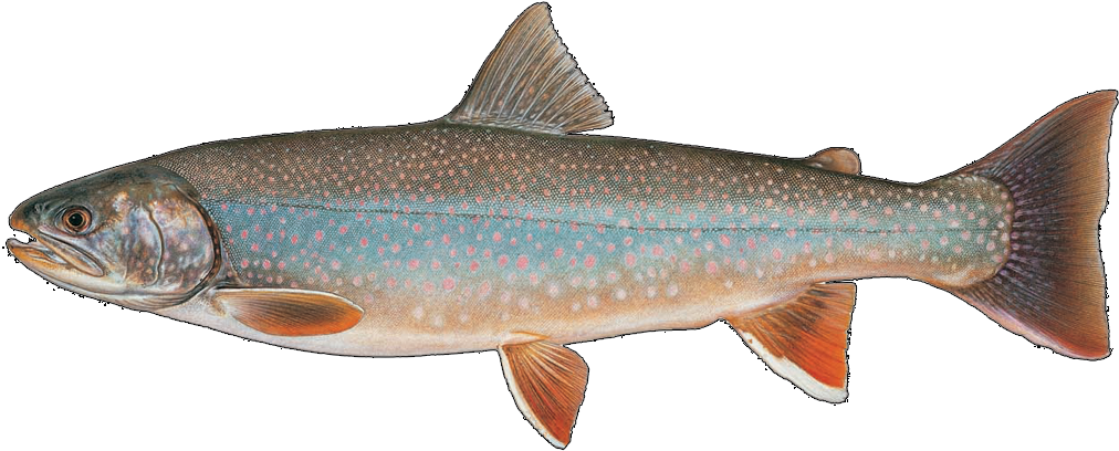 Bull Trout - Dolly Varden Trout (1200x410), Png Download