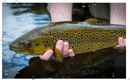 Trout & Grayling - Scotland (445x290), Png Download
