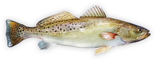 Spotted Trout - Spotted Seatrout (550x275), Png Download