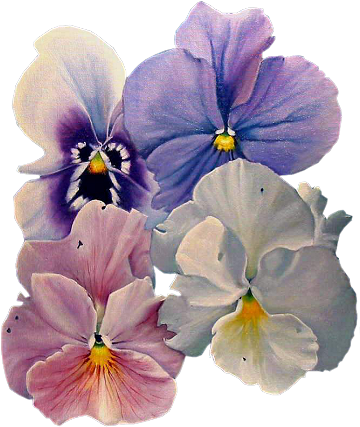 Fleurs - Summer Pansies Art Print By Doug Strickland (360x466), Png Download