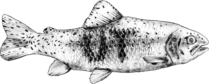 Urban Trout Logo - Trout (700x283), Png Download