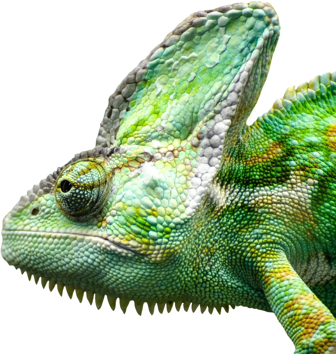 Iguana Png Free Download - Iguana Face Transparent (1024x1018), Png Download