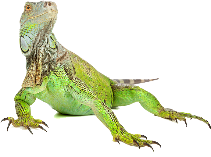 Iguana Png Image - Iguana Png (900x600), Png Download
