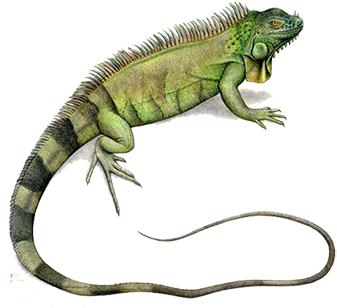 Iguana, Desk Cashadvance6online - Iguana Illustration (350x350), Png Download