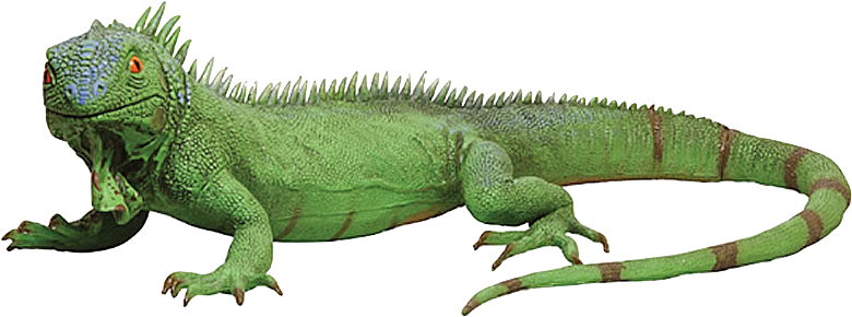 Di18 8210 Jumbo Foam Iguana - Green Iguana Transparent (800x423), Png Download