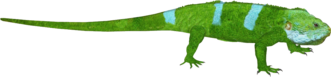 Fiji Banded Iguana F7 - Iguana (1134x1134), Png Download