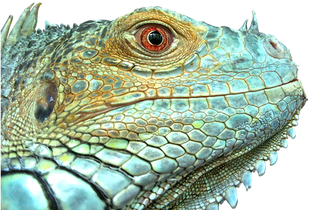 Iguana, Reptile, Lizard, Green, Blue - Iguana Scale (453x340), Png Download