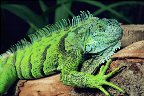 Iguana Iguana - Green Lizard With Spikes (500x500), Png Download