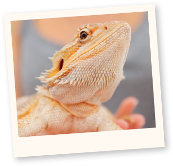 Learn More About Reptiles - Гущери За Домашни Любимци (388x373), Png Download