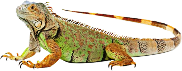Freetoedit Iguana Lizard Reptile - 18 24 Inch Iguana (612x240), Png Download