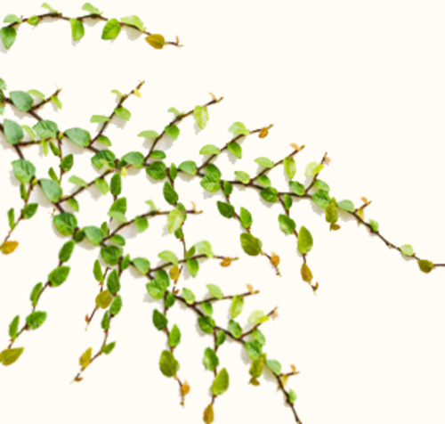 Creeper Plants - Creepers With Flowers Png (500x476), Png Download