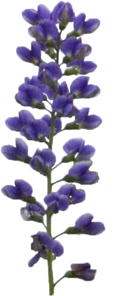 Baptisia Blueberry Sundae Flower - Purple Plant Png (260x610), Png Download