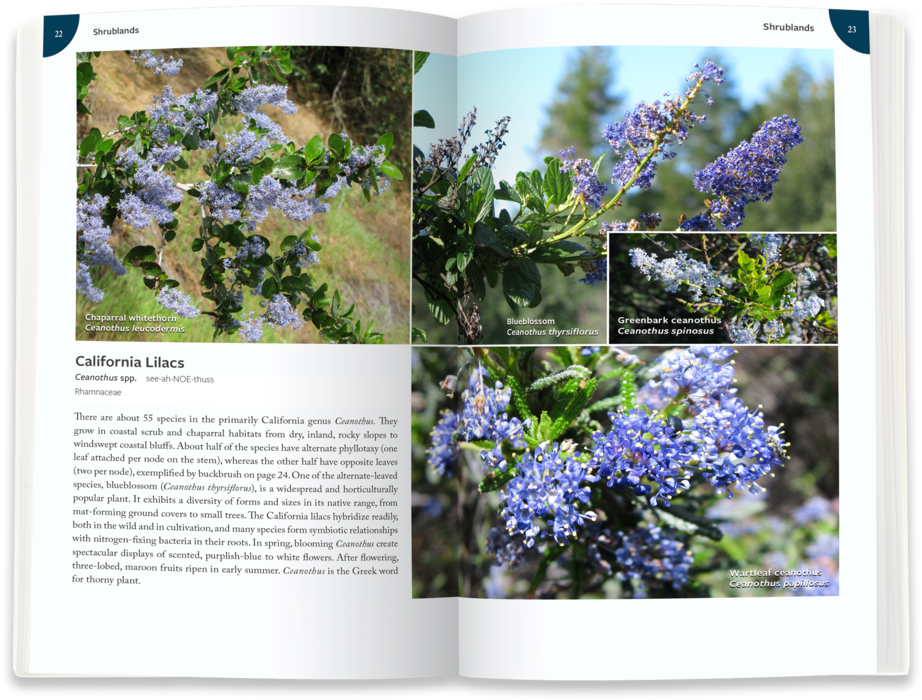 Ca-lilac - Portable Network Graphics (1000x763), Png Download