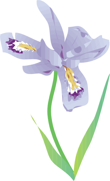 Free Vector Dwarf Lake Iris Clip Art Graphic Available - Dwarf Lake Iris Drawing (360x592), Png Download