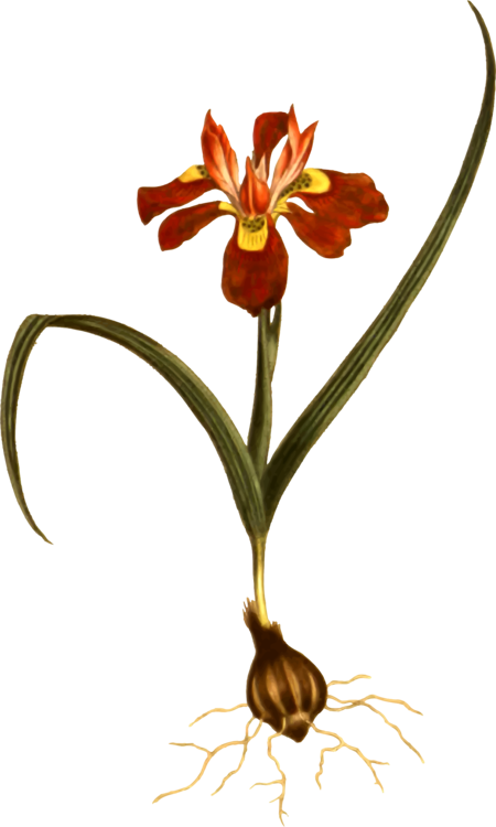 Jersey Lily Belladonna Plant Stem Amaryllis - Clip Art (450x750), Png Download
