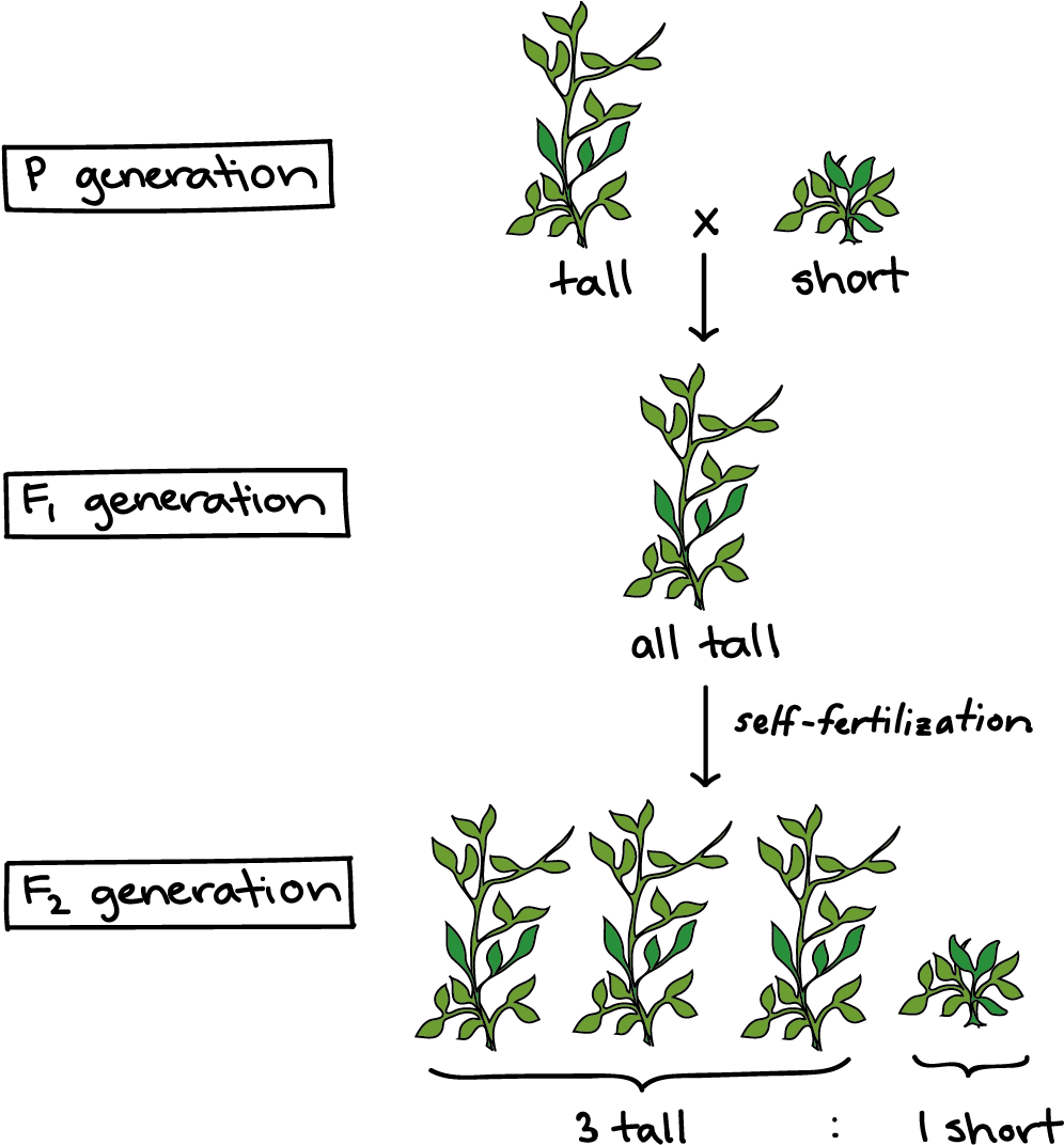 Peas Drawing Pea Plant Png Freeuse Download - Hybridization Plant (1783x1154), Png Download