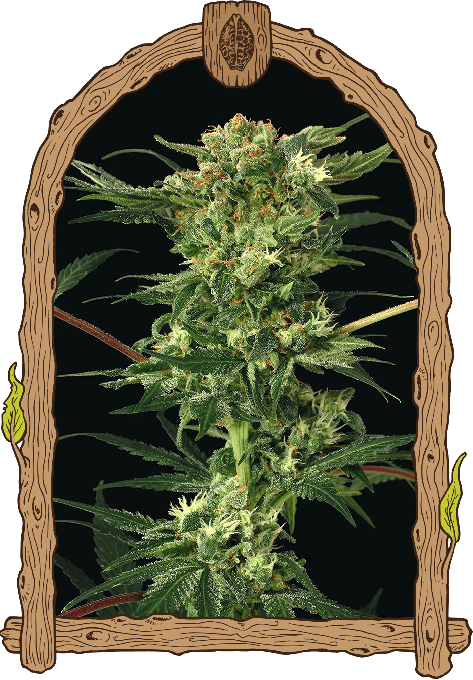 Devil Kush (940x1350), Png Download