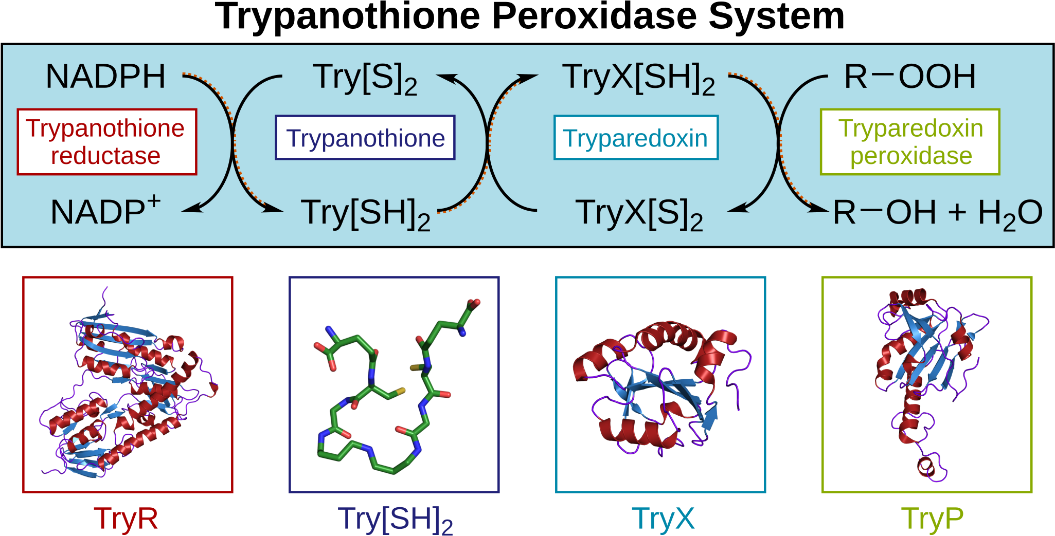 Download Tryp Cycle | Transparent PNG Download | SeekPNG