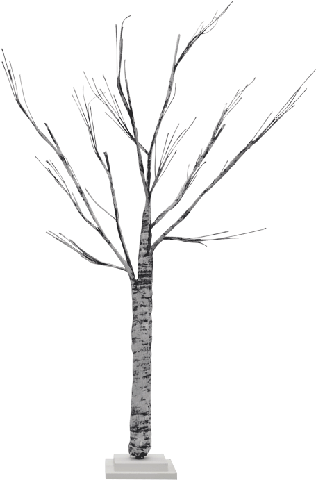 Birch (800x800), Png Download