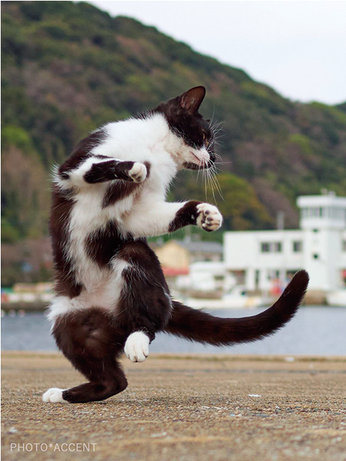 アクセント（写真家） - Ninja Cat (1001x665), Png Download