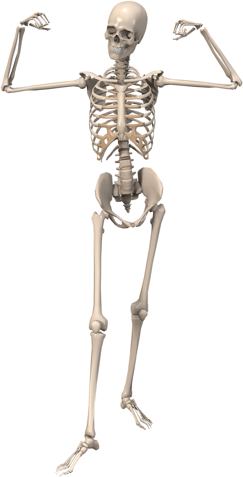 Media - Esqueleto De Un Humano (1088x1920), Png Download