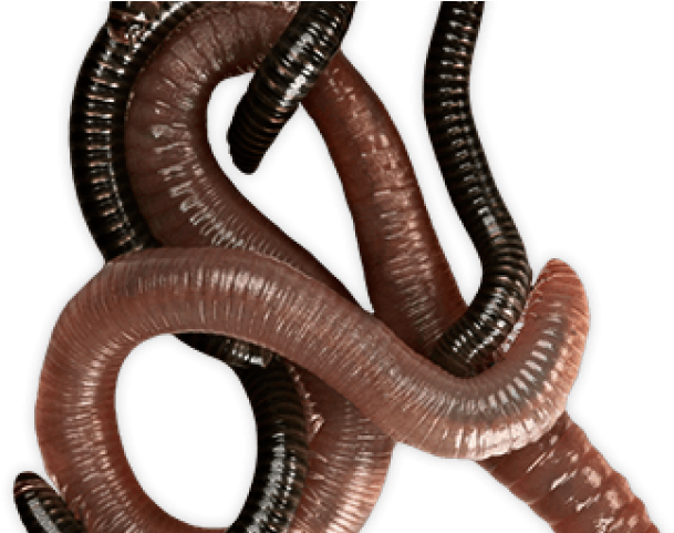 Worms Png Transparent Images - Worm (640x480), Png Download