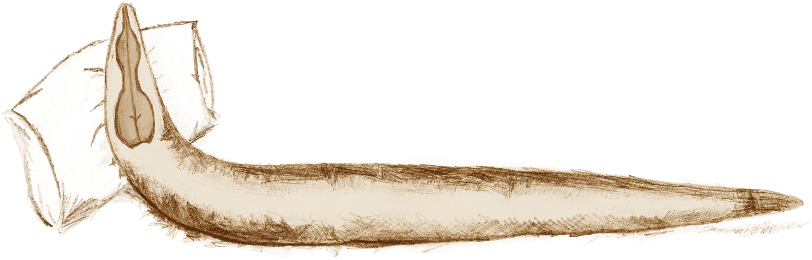 Worm Sleep Deprivation - Sleeping Worm (2782x891), Png Download