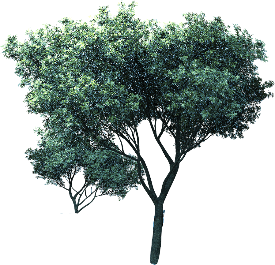 Mexican Pinyon (898x866), Png Download