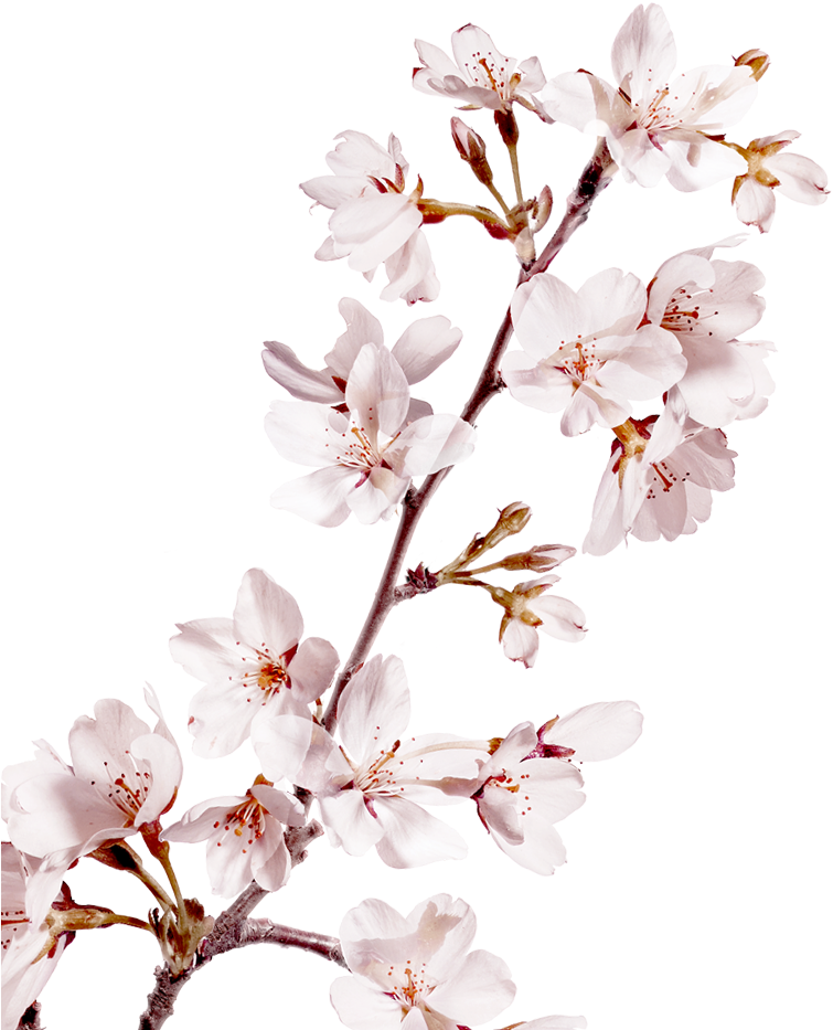 Cherry Blossom (922x1024), Png Download