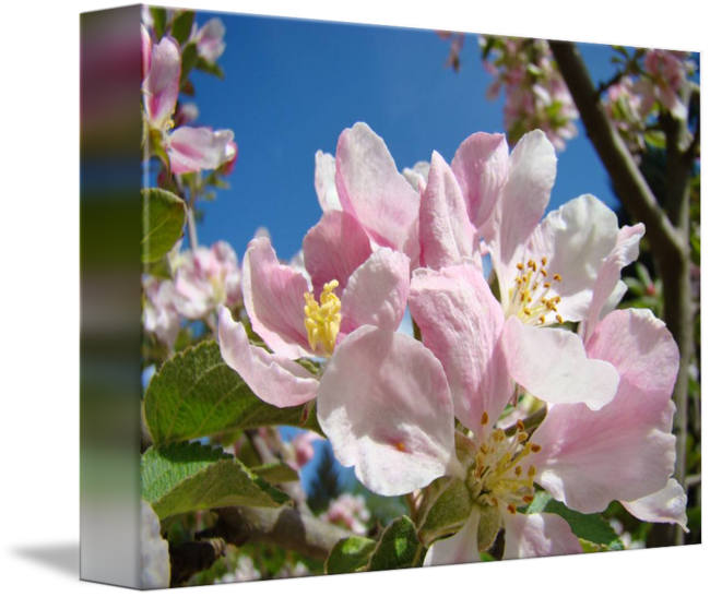 Pink Blossoms Art Prints - Cherry Blossom (650x547), Png Download