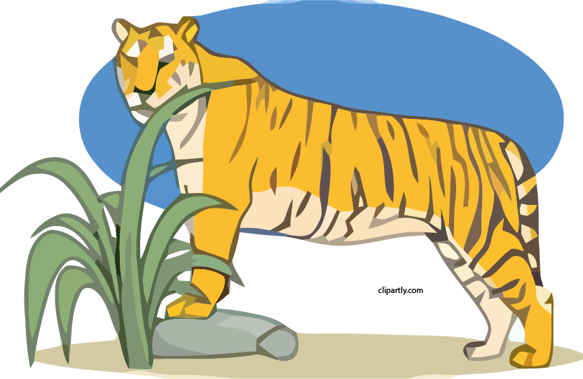 Tiger Clipart Png - Siberian Tiger (832x542), Png Download