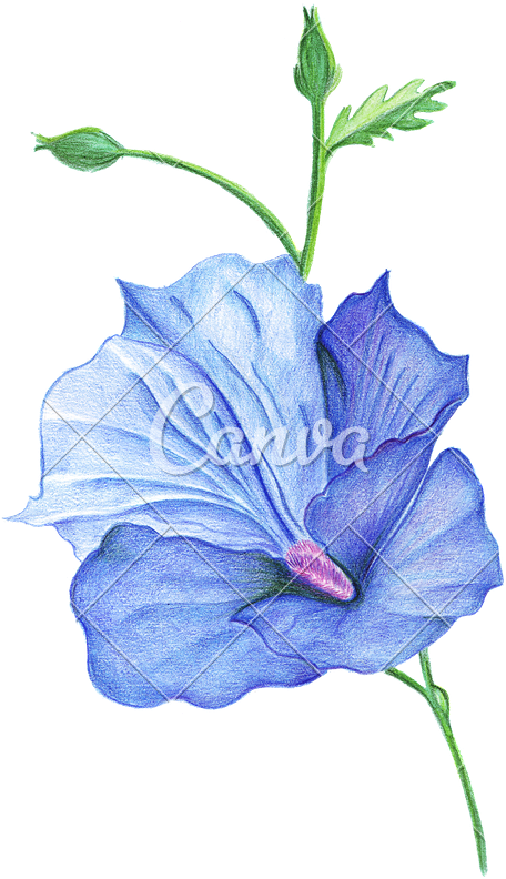 Collection Of Free Colored Download On Ubisafe - Color Realistic Flower Drawing (466x800), Png Download
