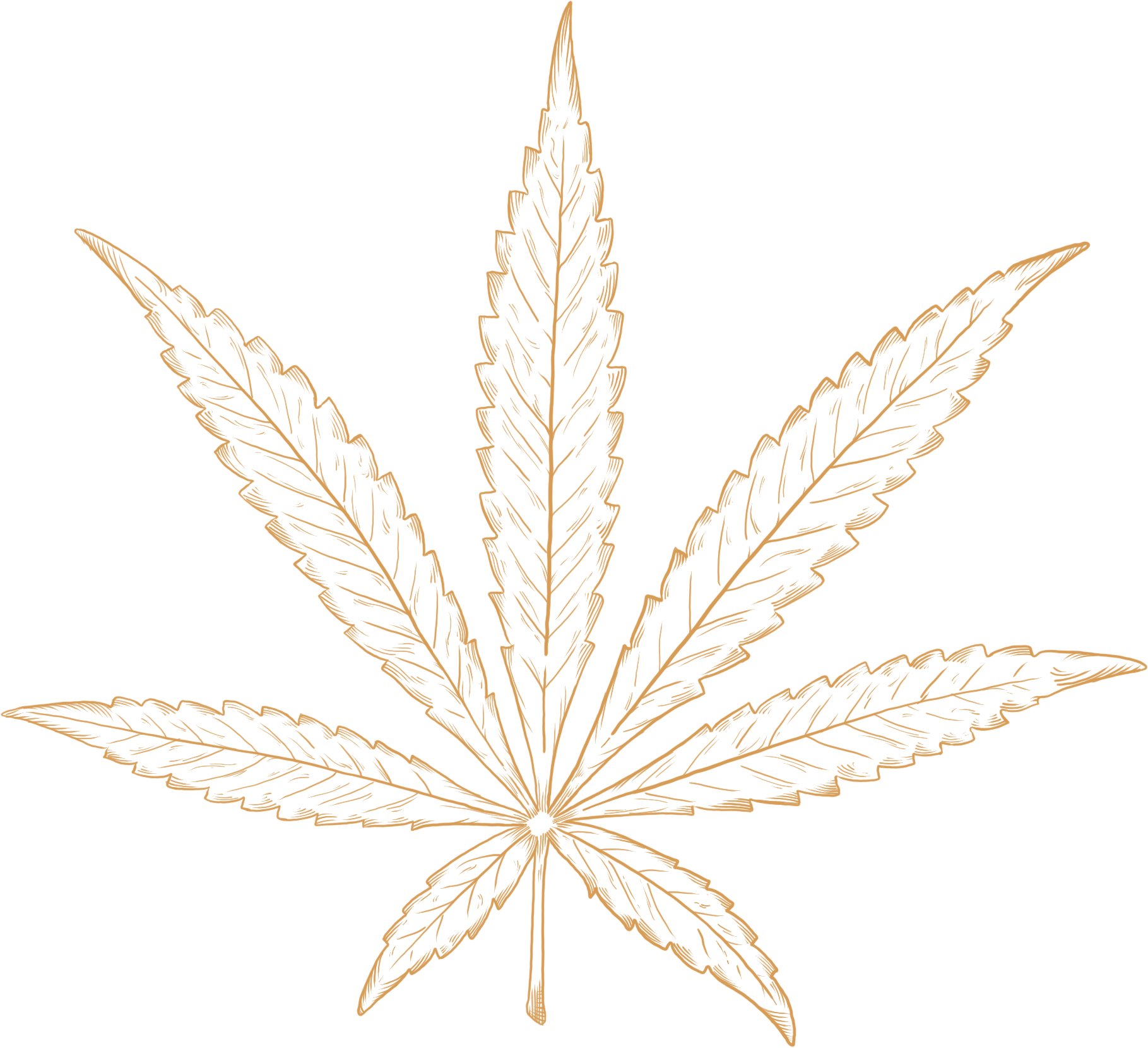 Illustraion Of An Sativa Strain Of Cannabis Plant - Illustration (1819x1659), Png Download
