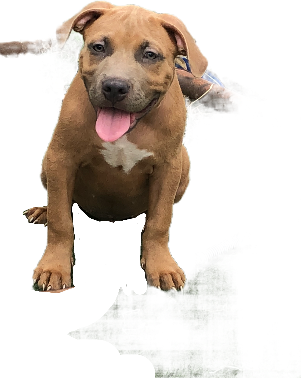 Report Abuse - Companion Dog (1024x1285), Png Download