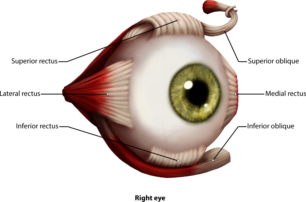 Eye Muscles Png (1001x662), Png Download