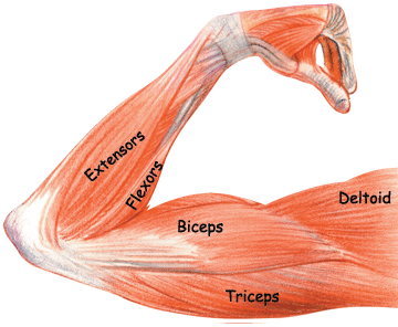 Featured - Labeled Arm Muscular System (360x296), Png Download